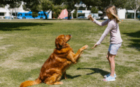 Adestramento de cães online grátis